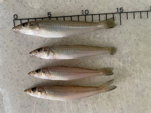 シロギスの釣果
