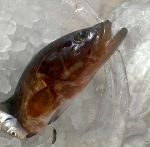 キジハタの釣果