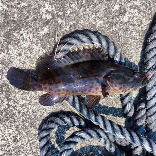 チャイロマルハタの釣果