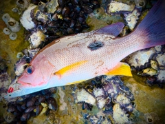 アカハタの釣果