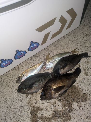 アジの釣果