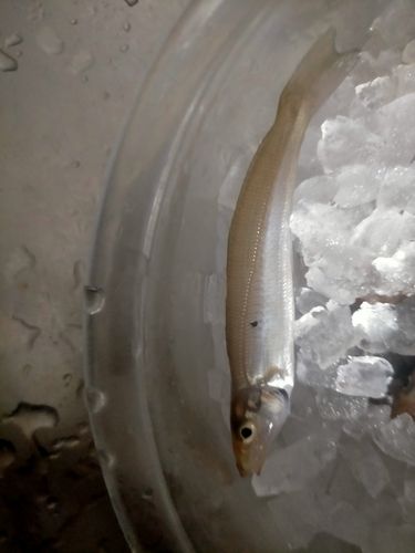 シロギスの釣果