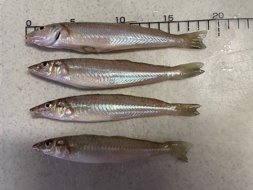 シロギスの釣果