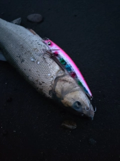 ウグイの釣果