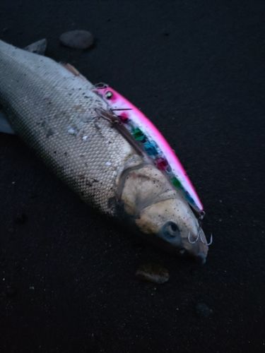 ウグイの釣果