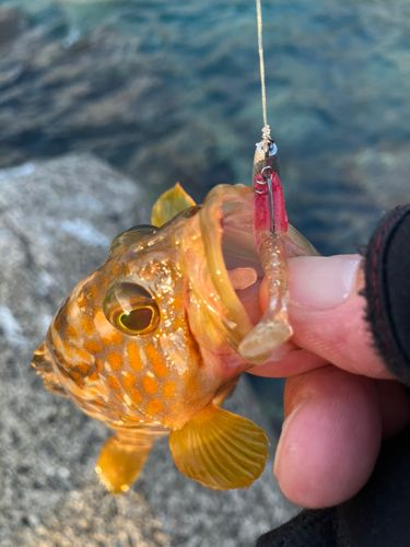 キジハタの釣果
