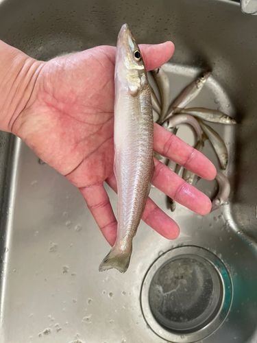 シロギスの釣果