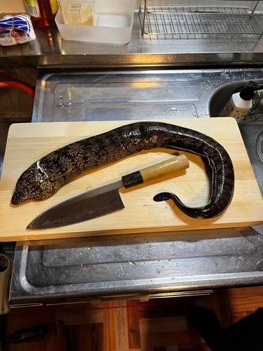 ウツボの釣果