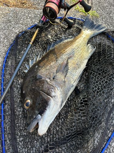 チヌの釣果