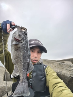 クロソイの釣果