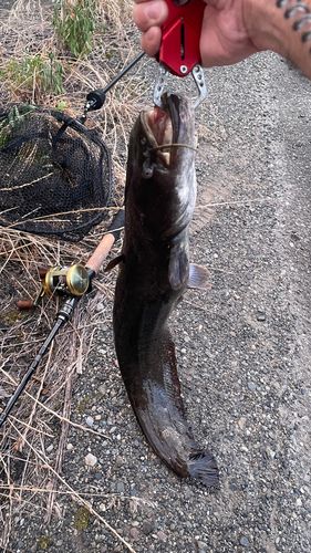 ナマズの釣果