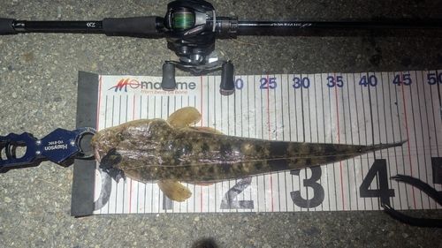 マゴチの釣果