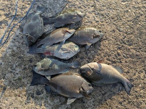 メジナの釣果