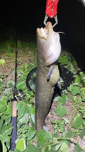 ナマズの釣果