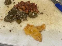 釣果