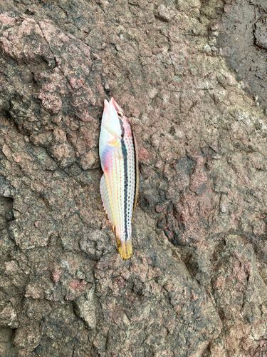 ベラの釣果