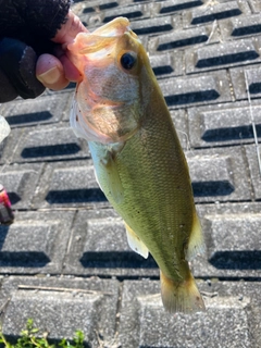 ラージマウスバスの釣果