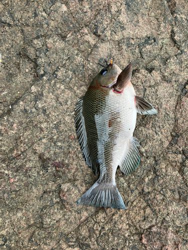 メジナの釣果