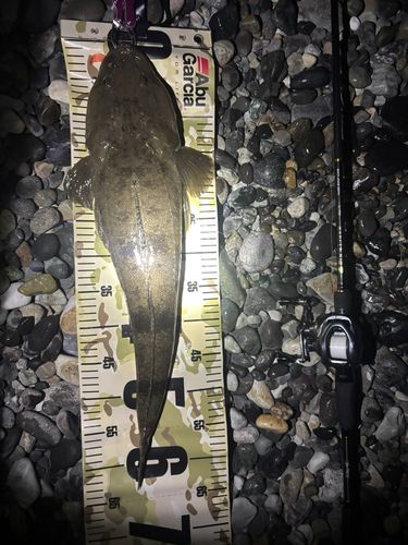 マゴチの釣果