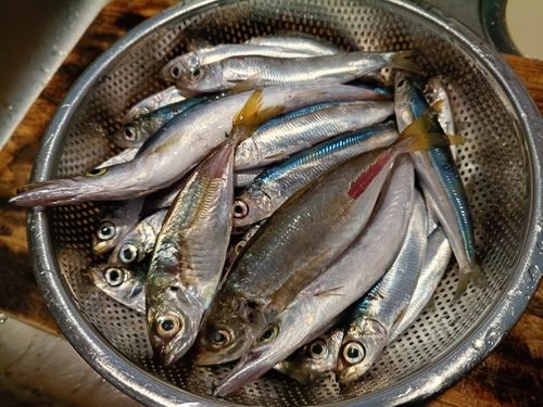アジの釣果