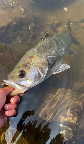 フッコ（マルスズキ）の釣果