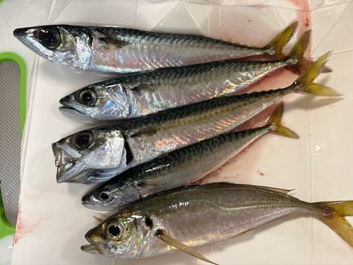 アジの釣果