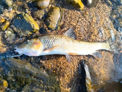 コウライニゴイの釣果