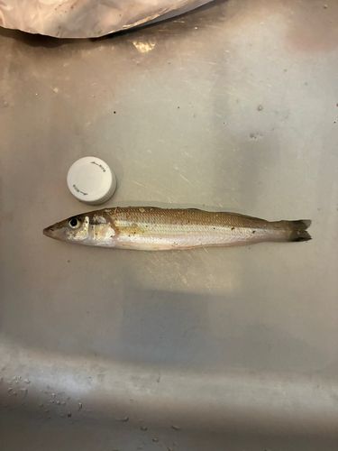 キスの釣果