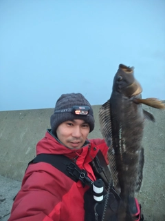 アイナメの釣果
