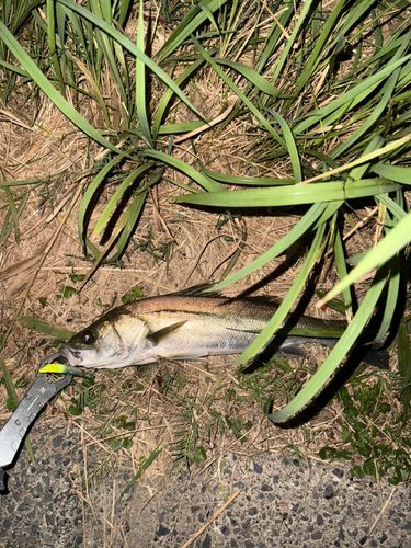 セイゴ（マルスズキ）の釣果