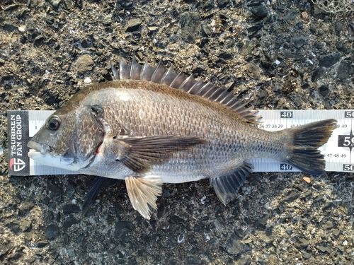 チヌの釣果