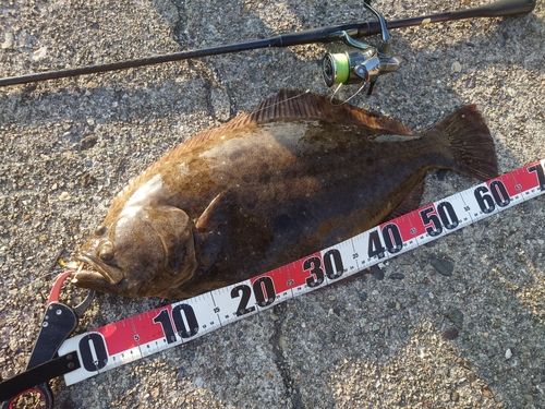 ヒラメの釣果