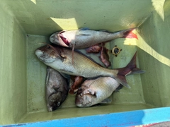 マダイの釣果