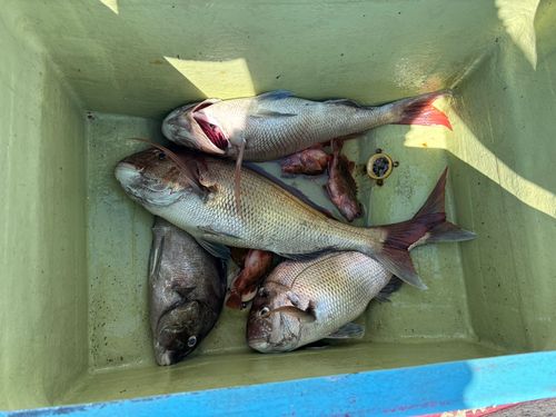 マダイの釣果