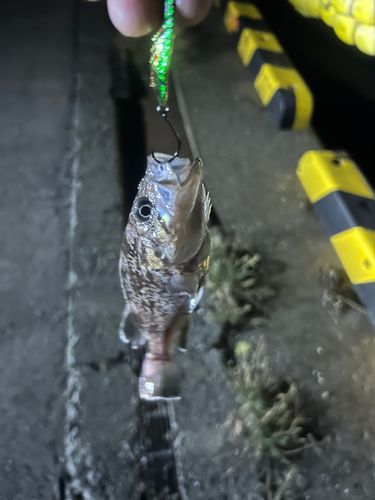 シマソイの釣果