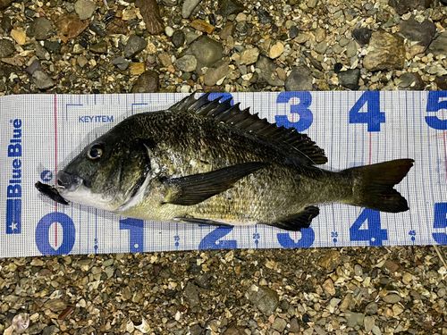 チヌの釣果
