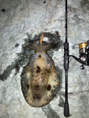 アオリイカの釣果