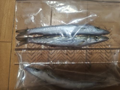 カマスの釣果