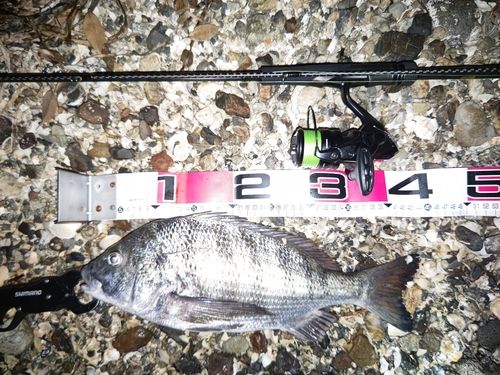 チヌの釣果