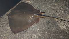 アカエイの釣果