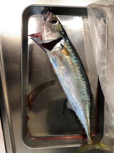 サバの釣果