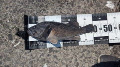 ソイの釣果