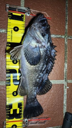 クロソイの釣果