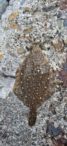 ソゲの釣果