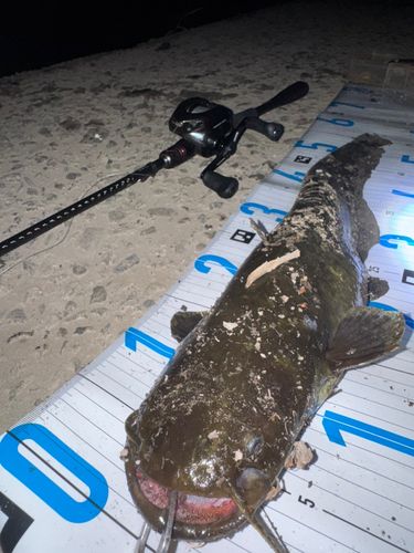 ニホンナマズの釣果