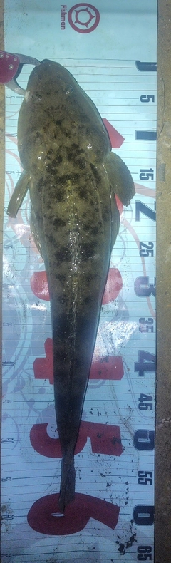 マゴチの釣果