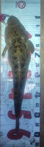 マゴチの釣果