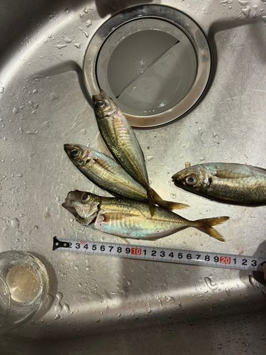 アジの釣果