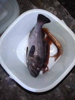 ソイの釣果