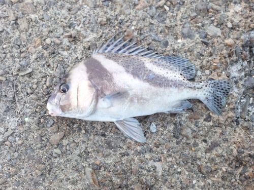 コショウダイの釣果